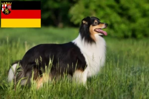 Read more about the article Sheltie tenyésztők és kiskutyák Rajna-vidék-Pfalzban
