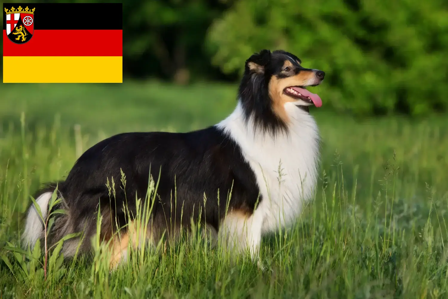 Sheltie kiskutyák és tenyésztők Rajna-vidék-Pfalz Itt találhat Shelties tenyésztőket Rajna-vidék-Pfalzban.
