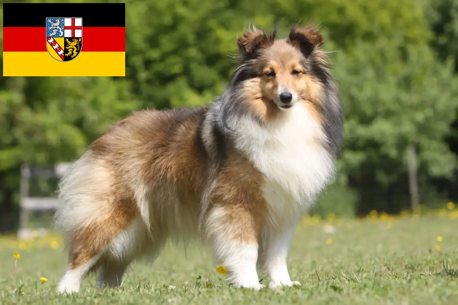 Sheltie kiskutyák és tenyésztők Saarland Itt találhat Shelties tenyésztőket Saar-vidéken.