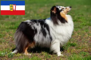 Read more about the article Sheltie tenyésztők és kiskutyák Schleswig-Holstein tartományban