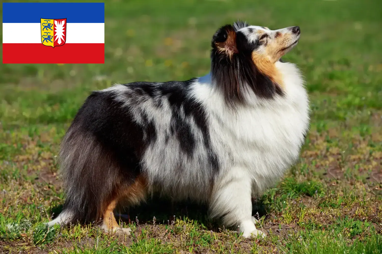 Sheltie kölyökkutyák és tenyésztők Schleswig-Holstein Itt találhat Shelties tenyésztőket Schleswig-Holsteinben.