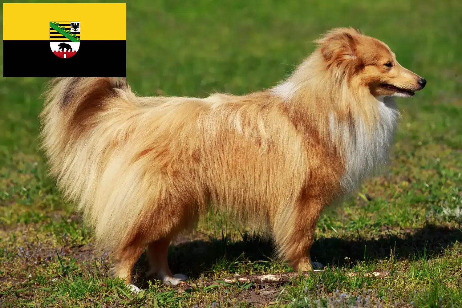 Sheltie kiskutyák és tenyésztők Szász-Anhalt tartományban Itt találhat Shelties tenyésztőket Szász-Anhaltban.