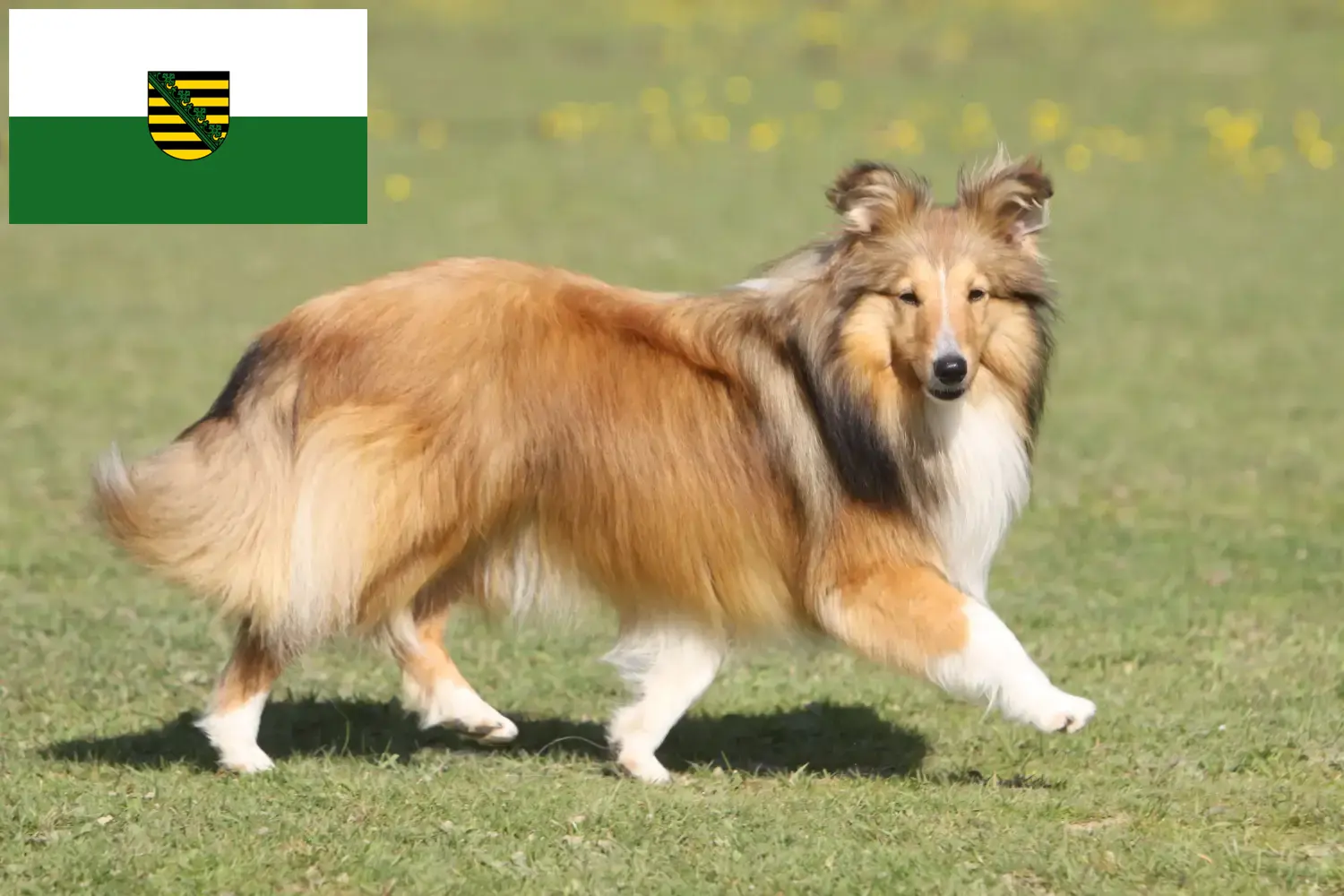 Sheltie kiskutyák és tenyésztők Szászország Itt szászországi Shelties tenyésztőket találhat.