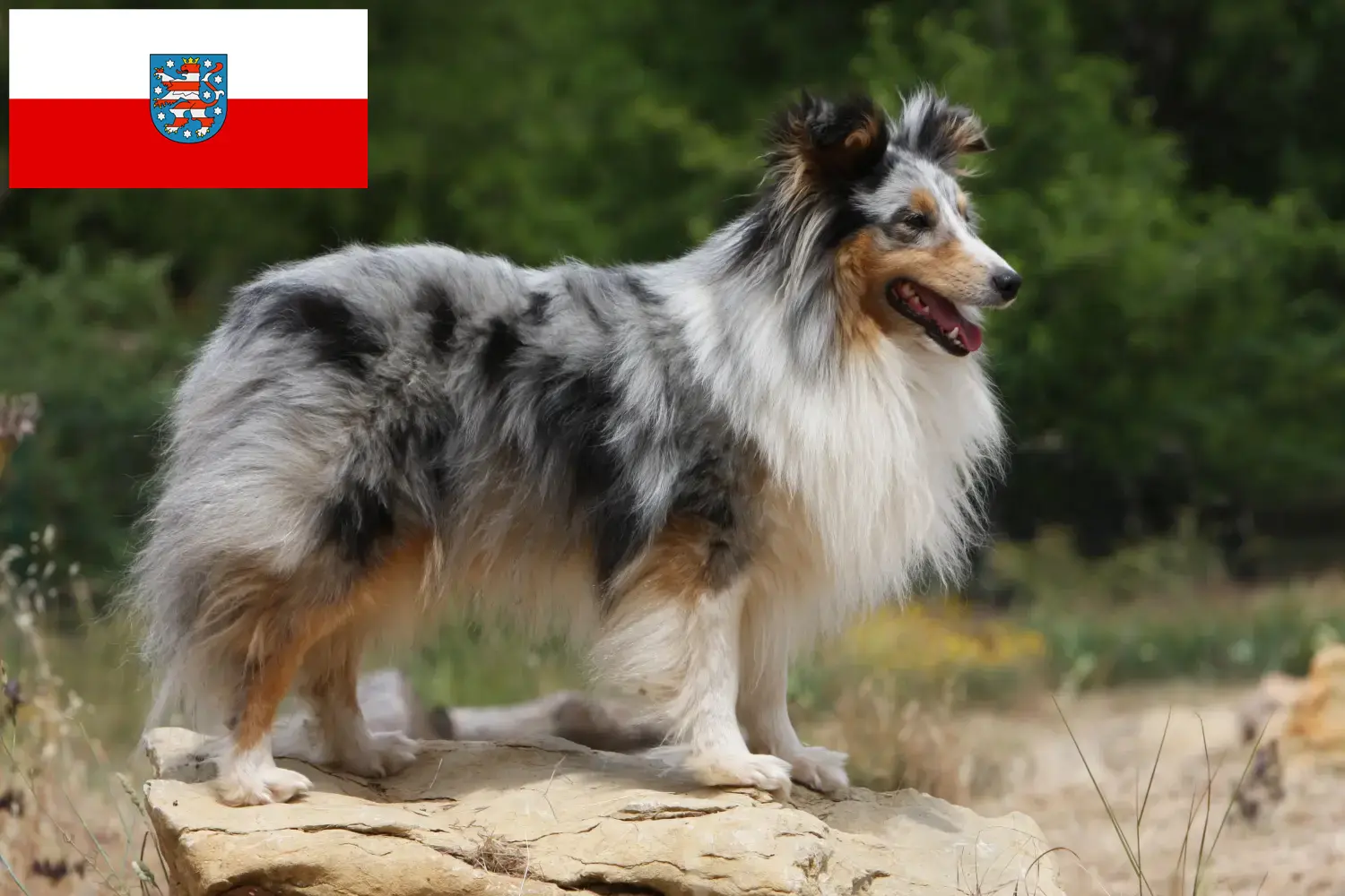 Sheltie kiskutyák és tenyésztők Thüringia Itt találsz shelties tenyésztőket Türingiában.