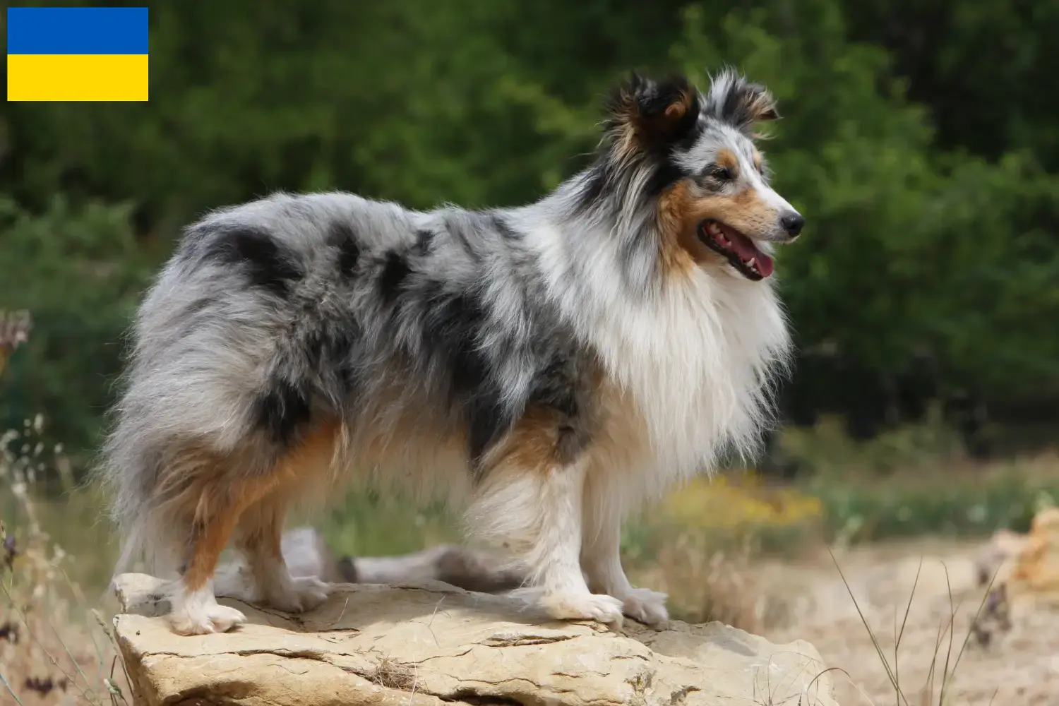 Sheltie kölykök és tenyésztők Ukrajna Itt találhat Shelties tenyésztőket Ukrajnában.