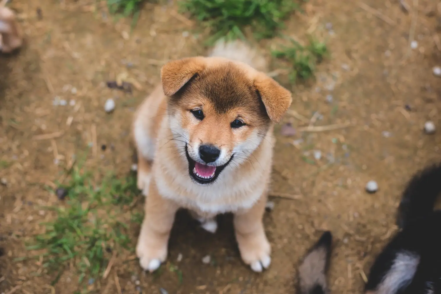 Shiba kölyökkutya vásárlása felelősségvállalást jelent! Shiba kiskutyák vásárlása.