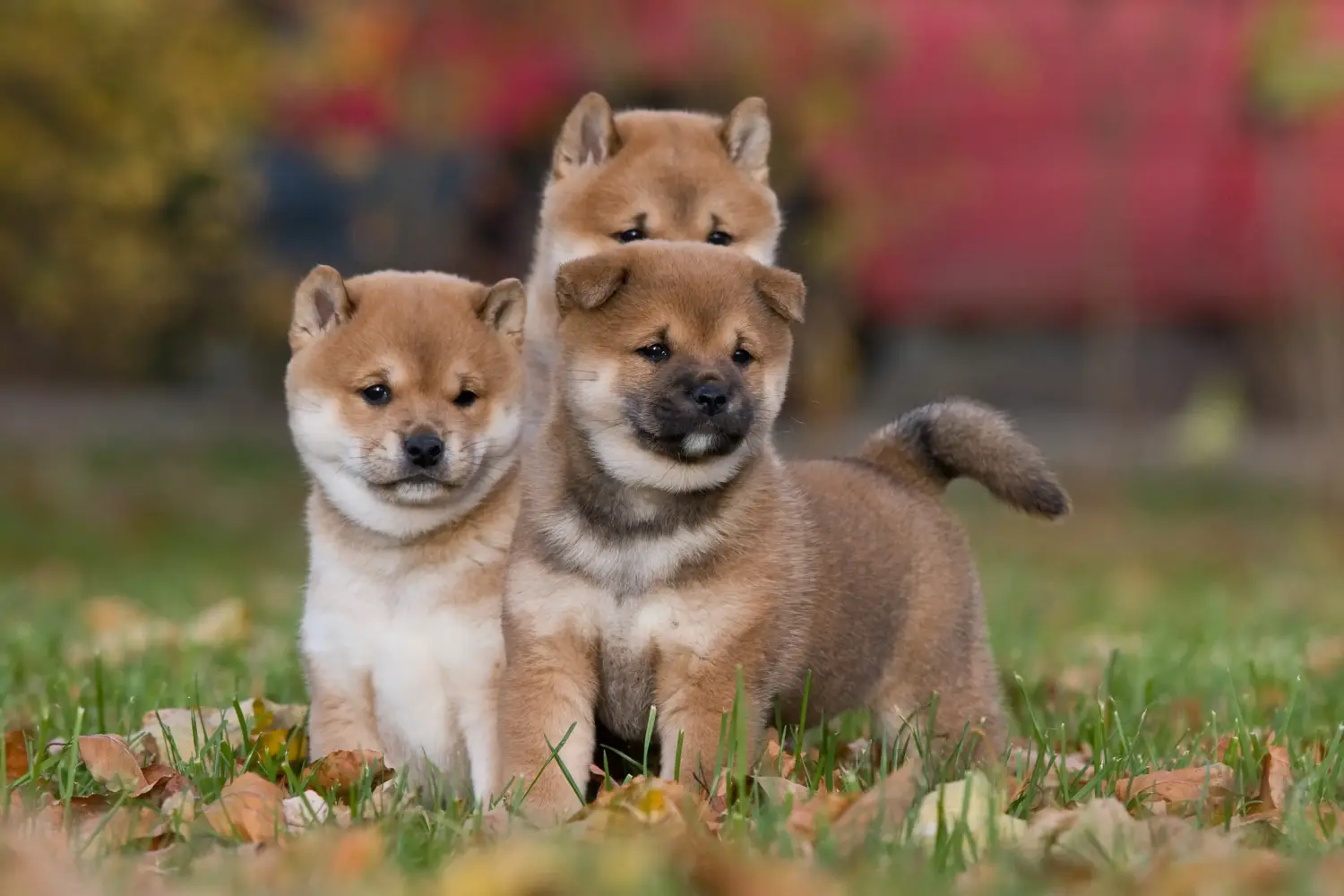 Shiba kölyökkutya vásárlása felelősségvállalást jelent! Shiba kiskutyák vásárlása.