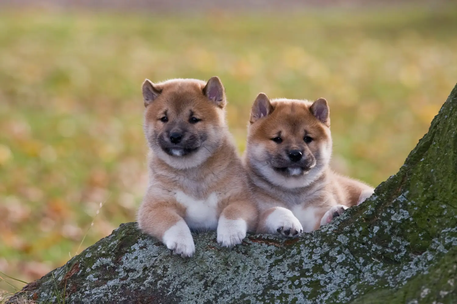 Shiba kölyökkutya vásárlása felelősségvállalást jelent! Shiba kiskutyák vásárlása.