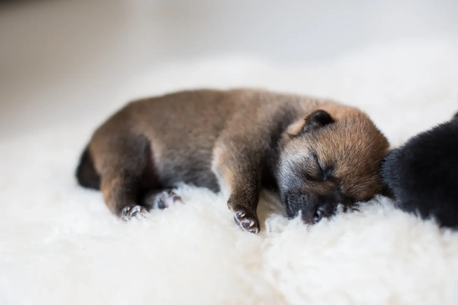 Shiba kölyökkutya vásárlása felelősségvállalást jelent! Shiba kiskutyák vásárlása.