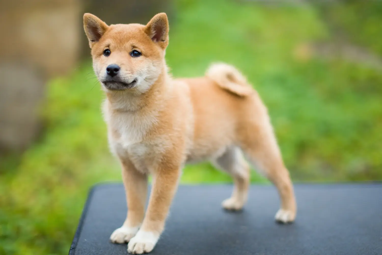 Shiba kölyökkutya vásárlása felelősségvállalást jelent! Shiba kiskutyák vásárlása.
