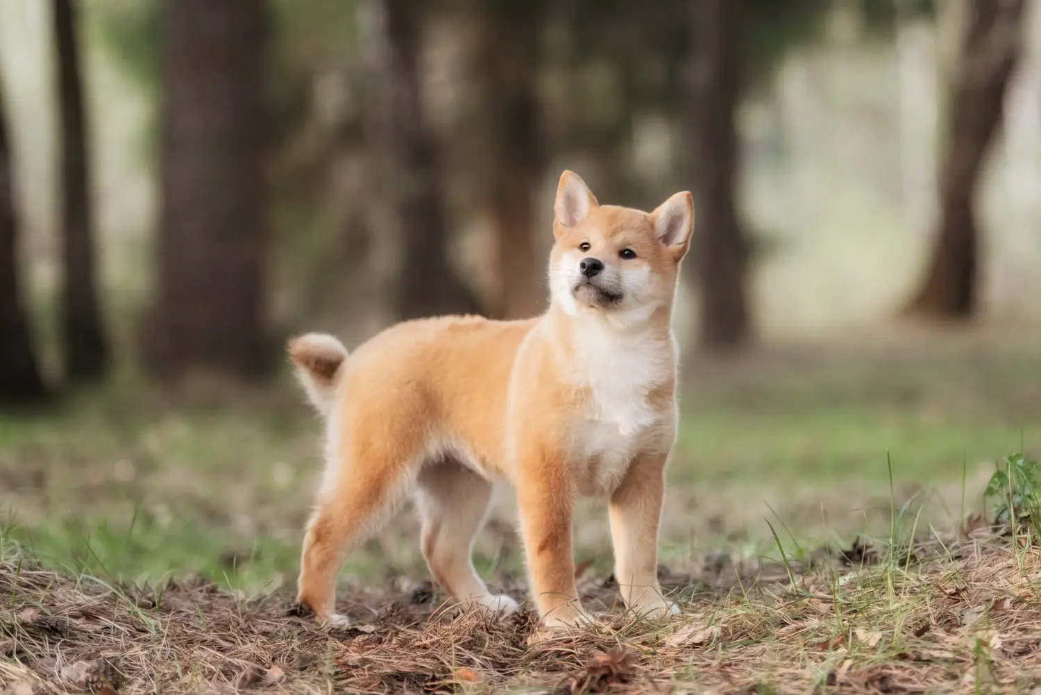 Shiba kölyökkutya vásárlása felelősségvállalást jelent! Shiba kiskutyák vásárlása.