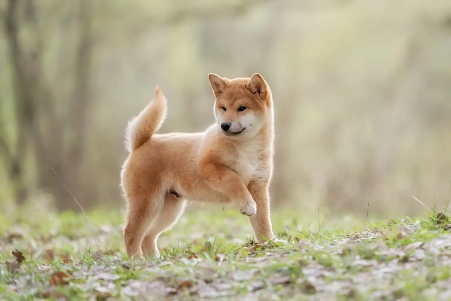 Shiba kölyökkutya vásárlása felelősségvállalást jelent! Shiba kiskutyák vásárlása.