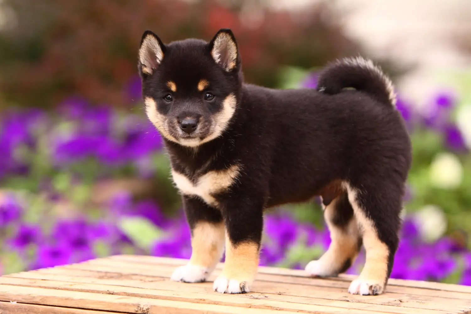 Shiba kölyökkutya vásárlása felelősségvállalást jelent! Shiba kiskutyák vásárlása.