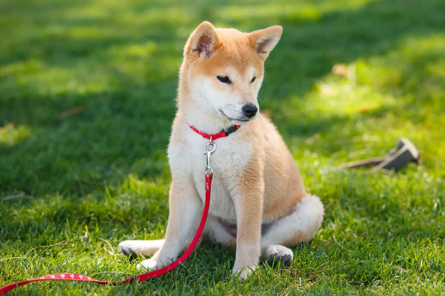 Shiba kölyökkutya vásárlása felelősségvállalást jelent! Shiba kiskutyák vásárlása.