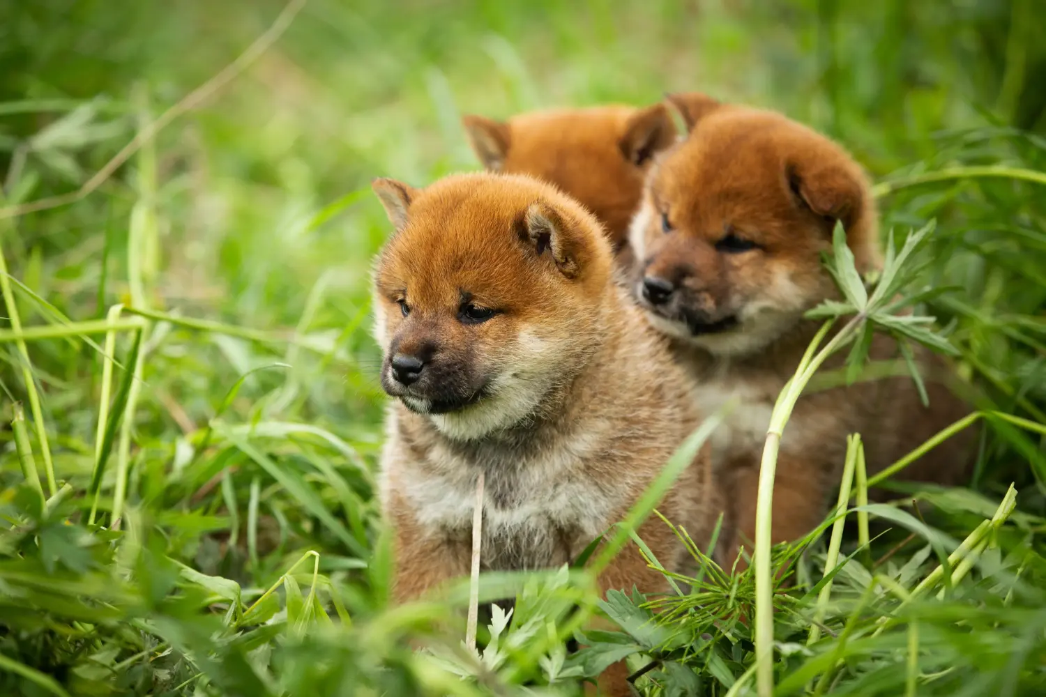Shiba kölyökkutya vásárlása felelősségvállalást jelent! Shiba kiskutyák vásárlása.