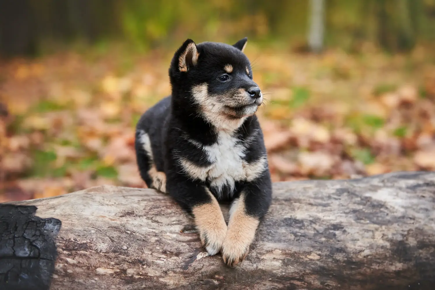 Shiba kölyökkutya vásárlása felelősségvállalást jelent! Shiba kiskutyák vásárlása.