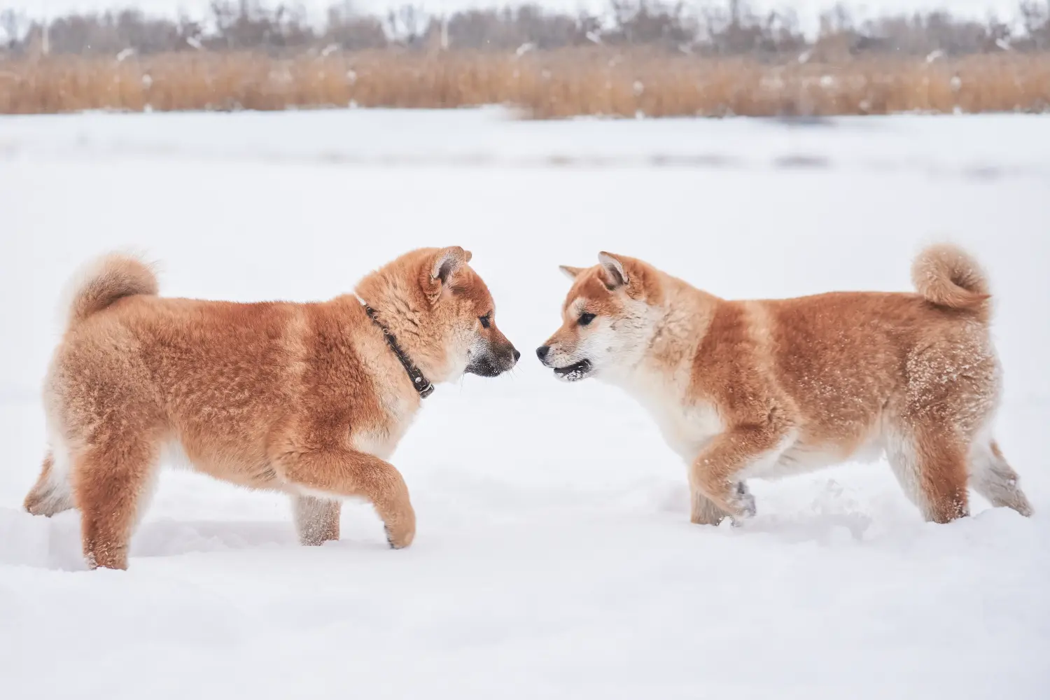 Shiba kölyökkutya vásárlása felelősségvállalást jelent! Shiba kiskutyák vásárlása.