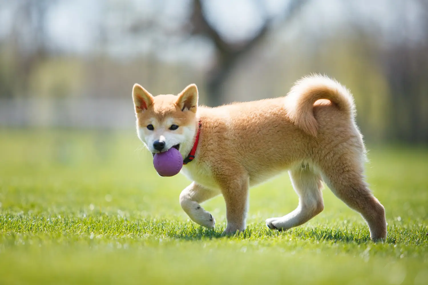 Shiba kölyökkutya vásárlása felelősségvállalást jelent! Shiba kiskutyák vásárlása.