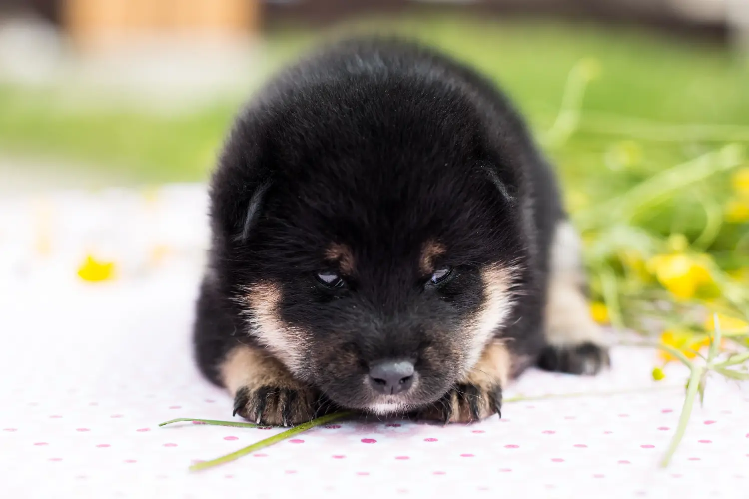 Shiba kölyökkutya vásárlása felelősségvállalást jelent! Shiba kiskutyák vásárlása.