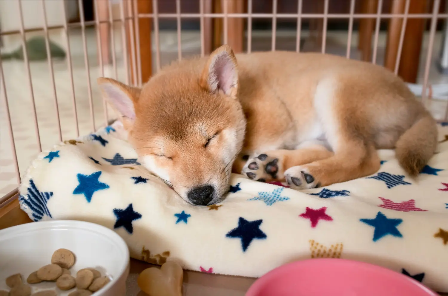 Shiba kölyökkutya vásárlása felelősségvállalást jelent! Shiba kiskutyák vásárlása.