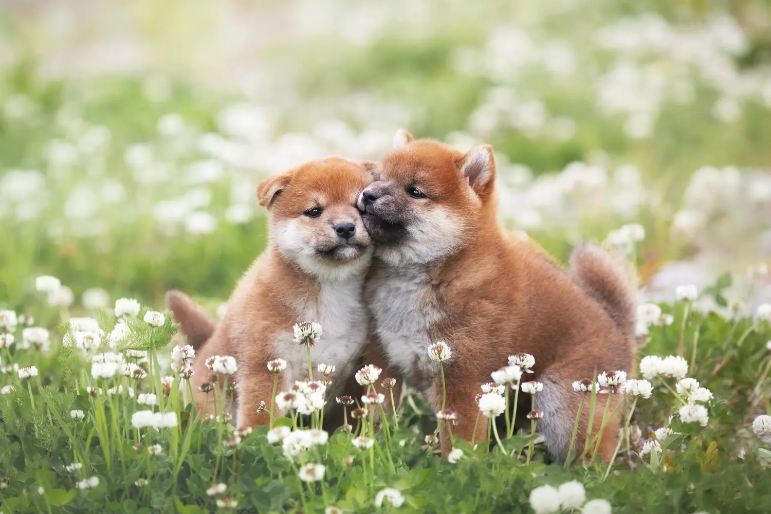 Shiba kölyökkutya vásárlása felelősségvállalást jelent! Shiba kiskutyák vásárlása.