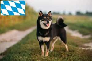 Read more about the article Shiba tenyésztők és kiskutyák Bajorországban