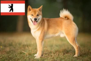Read more about the article Shiba tenyésztők és kölykök Berlinben