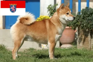 Read more about the article Shiba tenyésztők és kiskutyák Hessenben