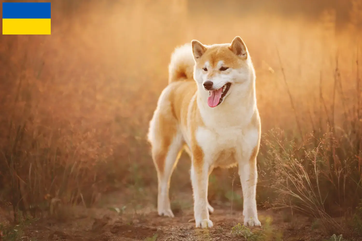 Shiba kiskutyák és tenyésztők Ukrajna Itt találhat Shiba tenyésztőket Ukrajnában.
