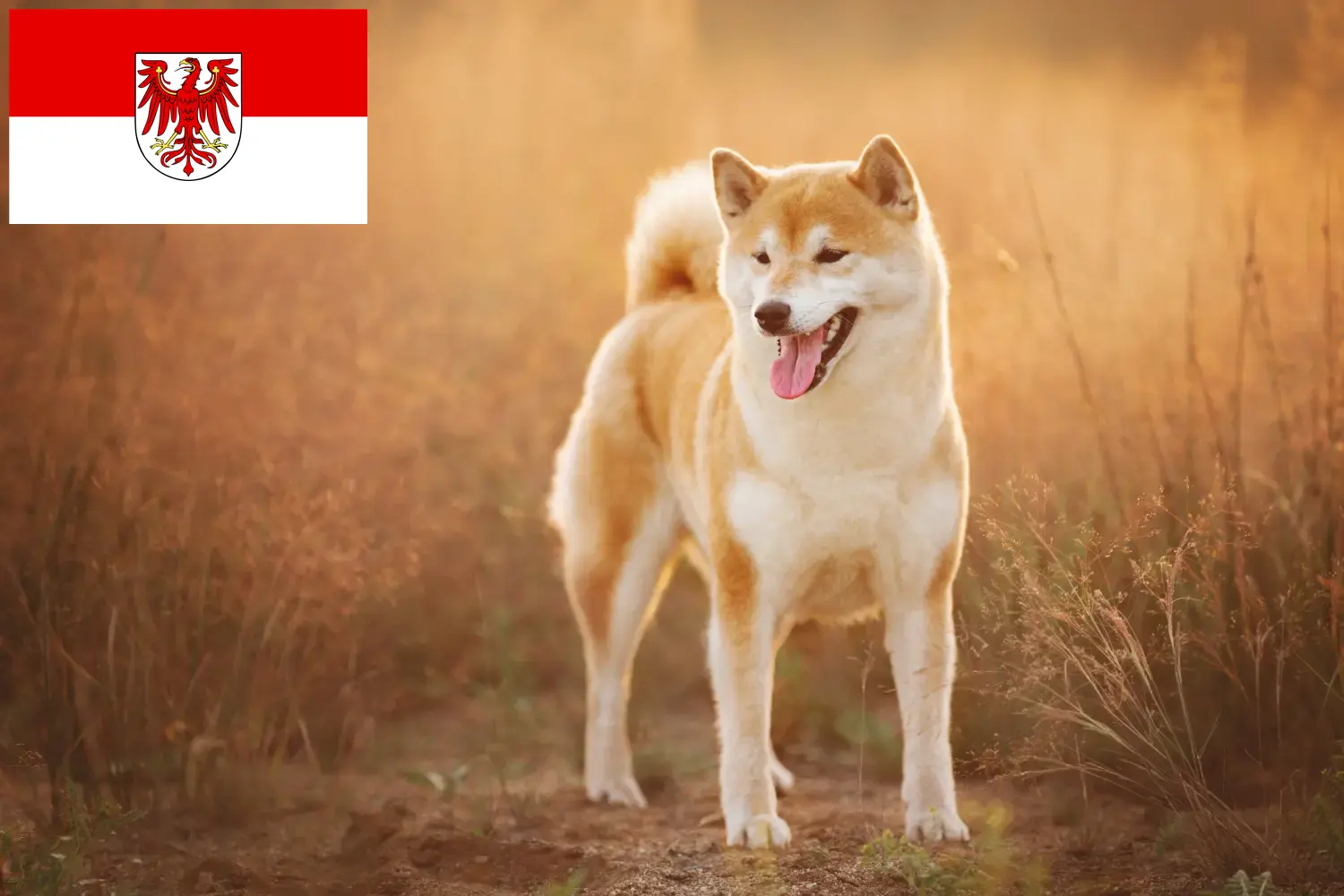Shiba kiskutyák és tenyésztők Brandenburg Itt találhat Shibas tenyésztőket Brandenburgban.