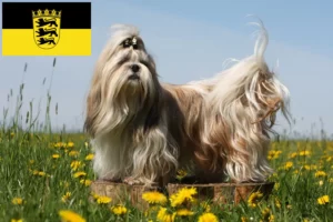 Read more about the article Shih Tzu tenyésztők és kölykök Baden-Württembergben