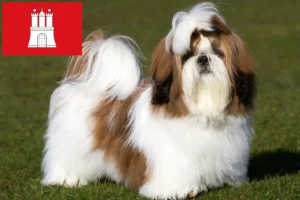 Read more about the article Shih Tzu tenyésztők és kölykök Hamburgban