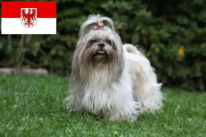 Read more about the article Shih Tzu tenyésztők és kölykök Brandenburgban