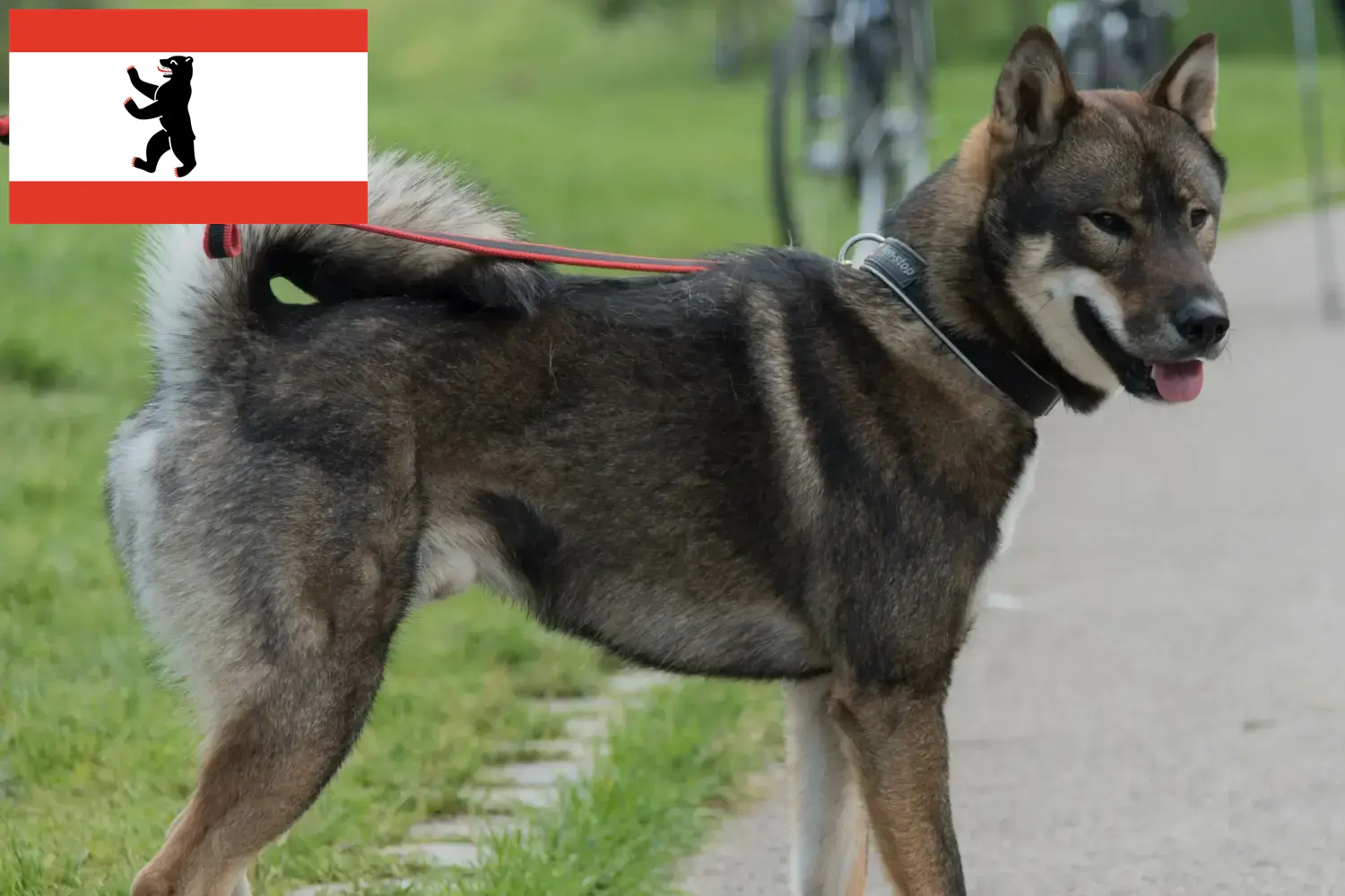 Shikoku kölyökkutyák és tenyésztők Berlin Itt találhat Shikoku tenyésztőket Berlinben.