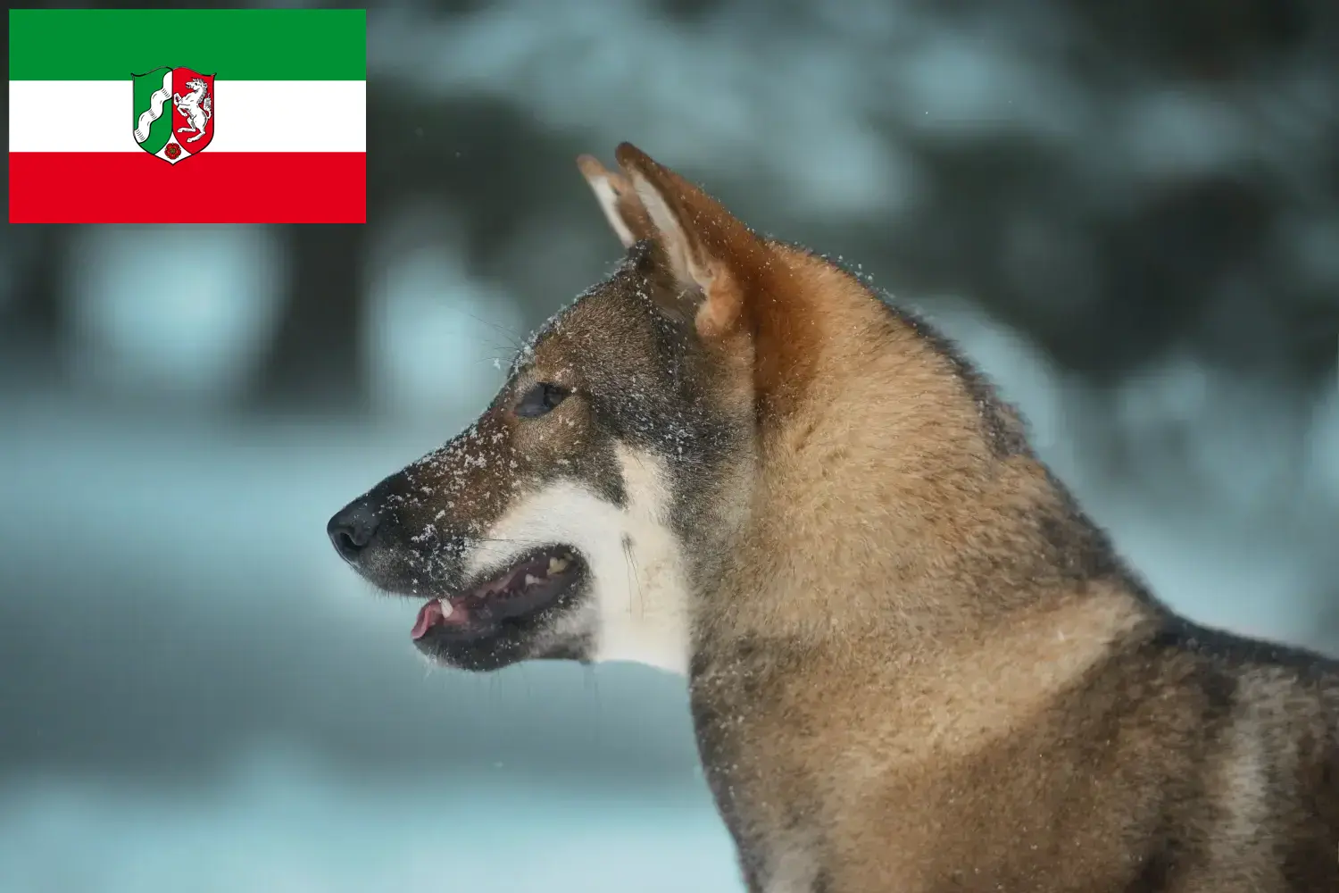 Shikoku kiskutyák és tenyésztők Észak-Rajna-Vesztfália Itt találhat Shikoku tenyésztőket Észak-Rajna-Vesztfália területén.
