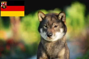 Read more about the article Shikoku tenyésztők és kiskutyák Rajna-vidék-Pfalzban