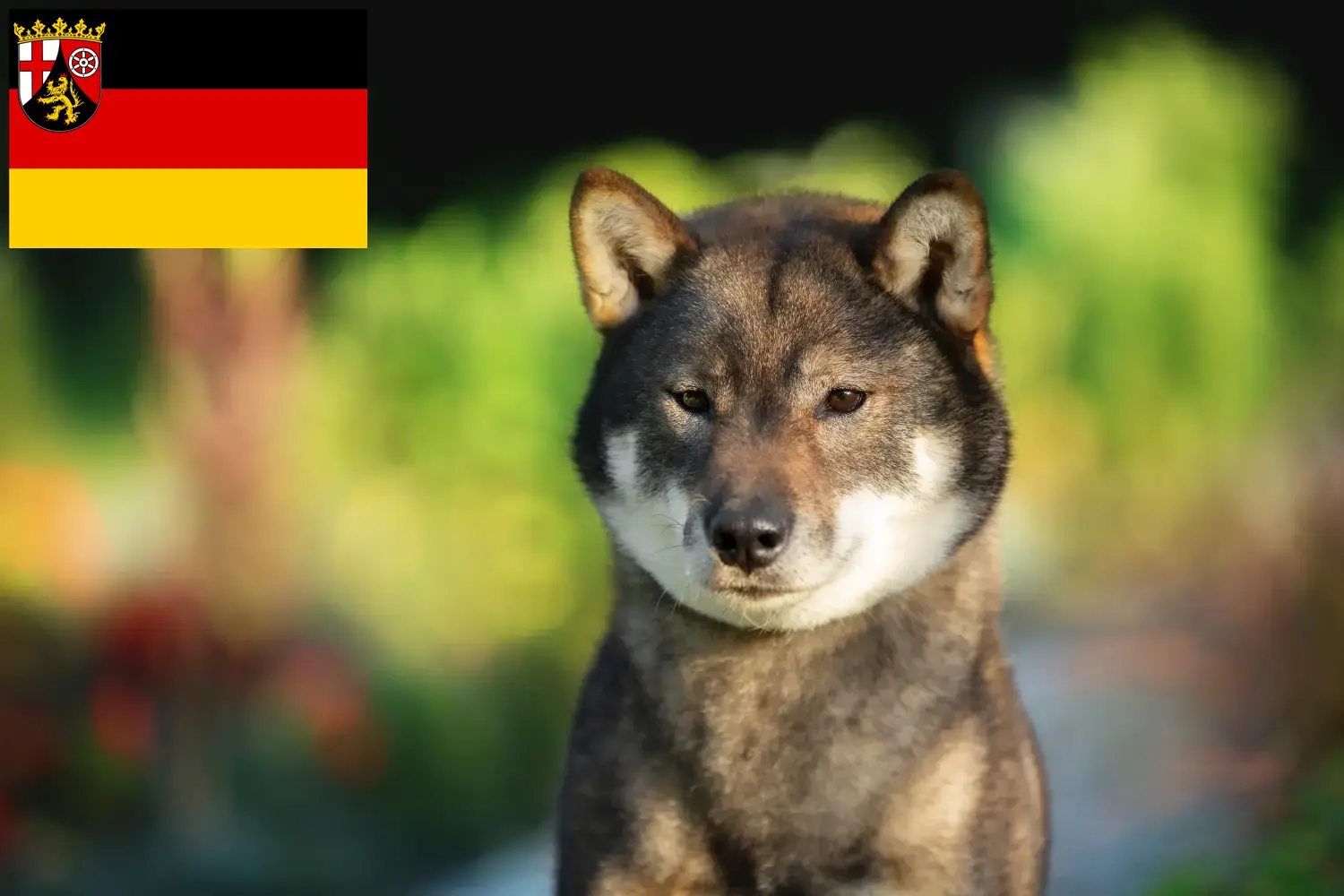 Read more about the article Shikoku tenyésztők és kiskutyák Rajna-vidék-Pfalzban