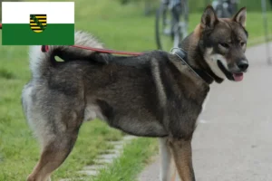 Read more about the article Shikoku tenyésztők és kiskutyák Szászországban