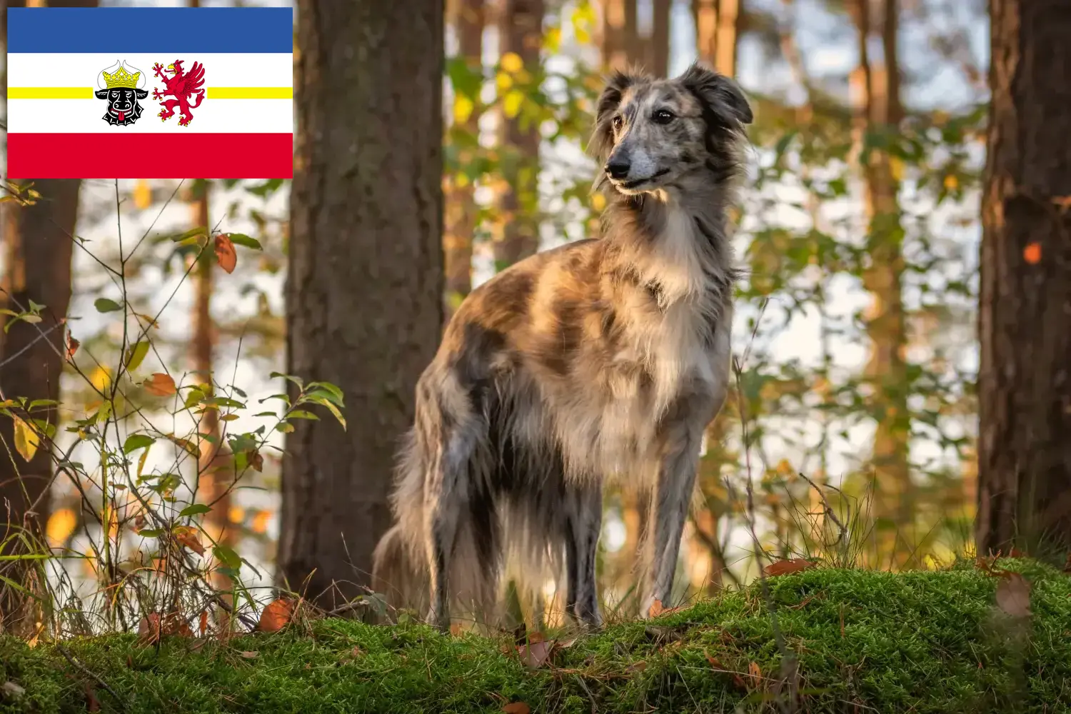 Silken Windsprite kölykök és tenyésztők Mecklenburg-Vorpommern Itt találsz Silken Windsprite tenyésztőket Mecklenburg-Elő-Pomeránia területén.