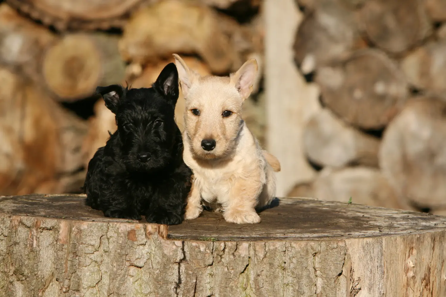 Egy skót terrier kölyökkutya megvásárlása felelősségvállalást jelent! Vásároljon skót terrier kiskutyákat.