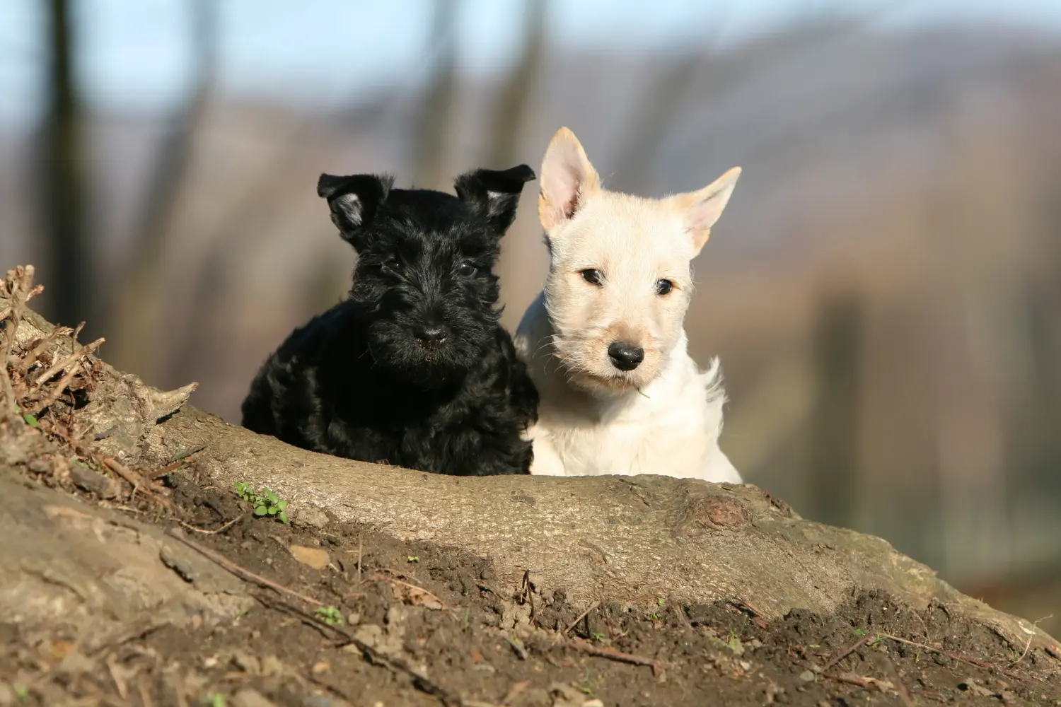 Egy skót terrier kölyökkutya megvásárlása felelősségvállalást jelent! Vásároljon skót terrier kiskutyákat.