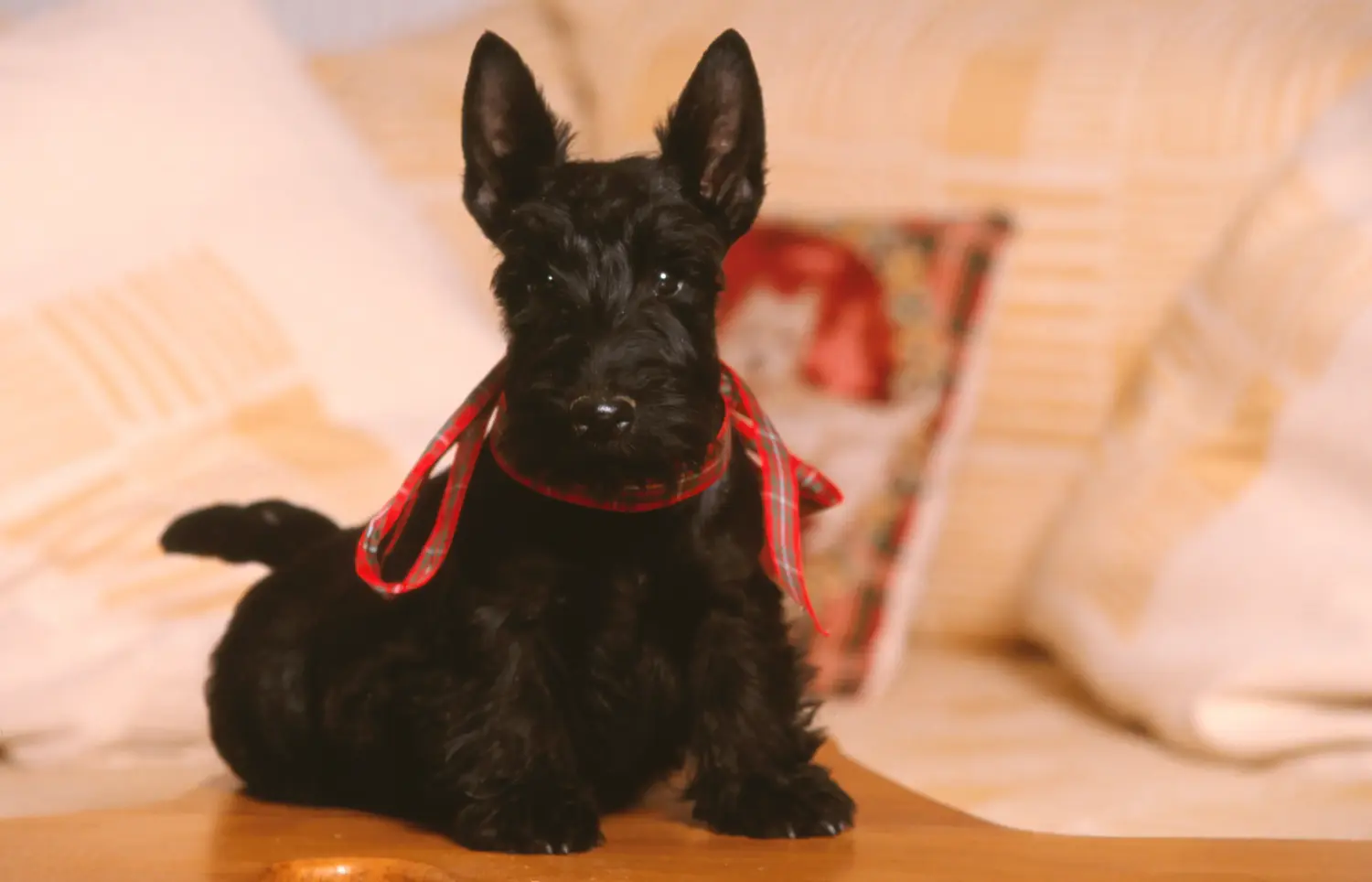 Egy skót terrier kölyökkutya megvásárlása felelősségvállalást jelent! Vásároljon skót terrier kiskutyákat.