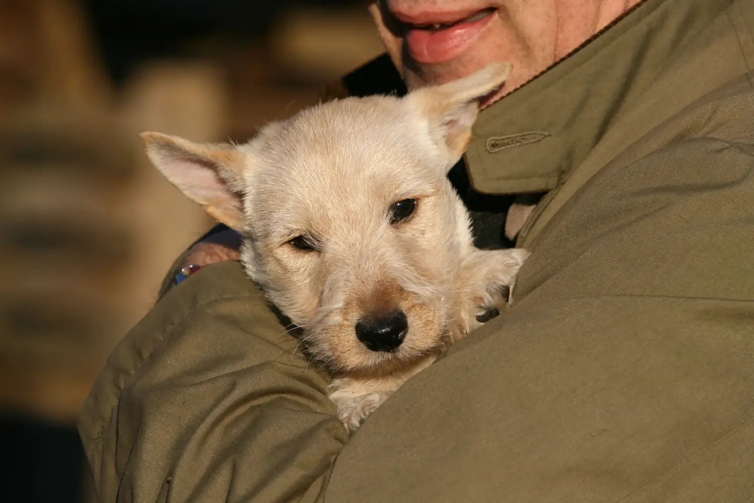 Egy skót terrier kölyökkutya megvásárlása felelősségvállalást jelent! Vásároljon skót terrier kiskutyákat.