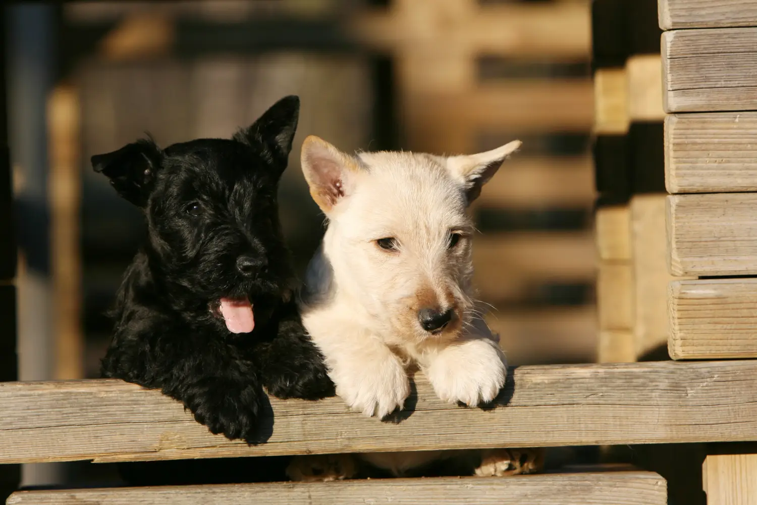 Egy skót terrier kölyökkutya megvásárlása felelősségvállalást jelent! Vásároljon skót terrier kiskutyákat.
