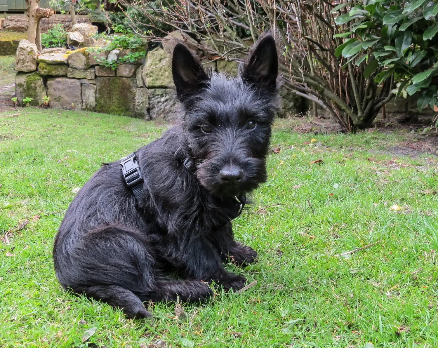 Egy skót terrier kölyökkutya megvásárlása felelősségvállalást jelent! Vásároljon skót terrier kiskutyákat.