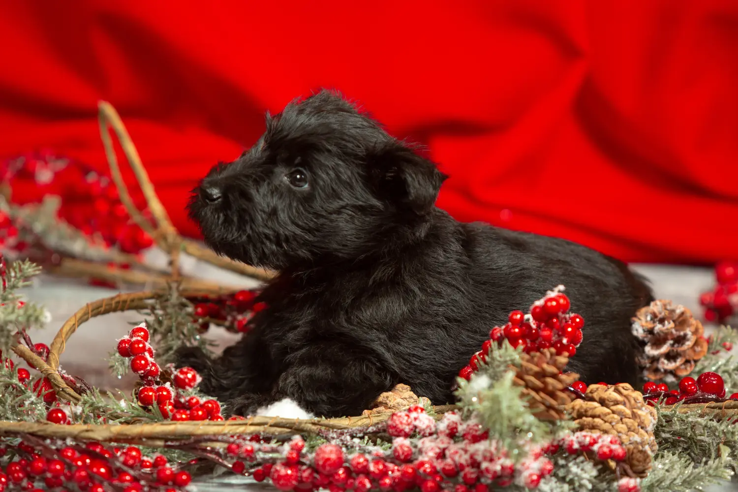 Egy skót terrier kölyökkutya megvásárlása felelősségvállalást jelent! Vásároljon skót terrier kiskutyákat.