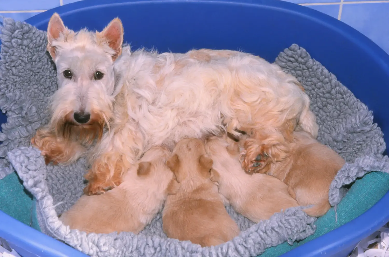 Egy skót terrier kölyökkutya megvásárlása felelősségvállalást jelent! Vásároljon skót terrier kiskutyákat.