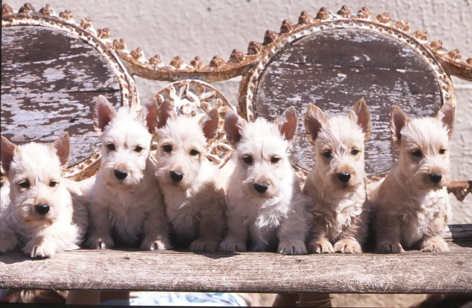Egy skót terrier kölyökkutya megvásárlása felelősségvállalást jelent! Vásároljon skót terrier kiskutyákat.
