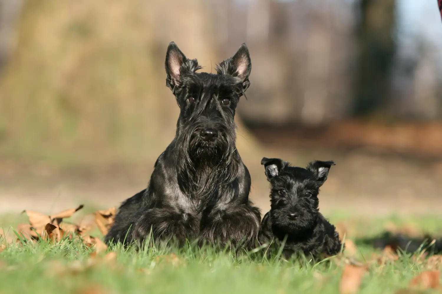 Egy skót terrier kölyökkutya megvásárlása felelősségvállalást jelent! Vásároljon skót terrier kiskutyákat.