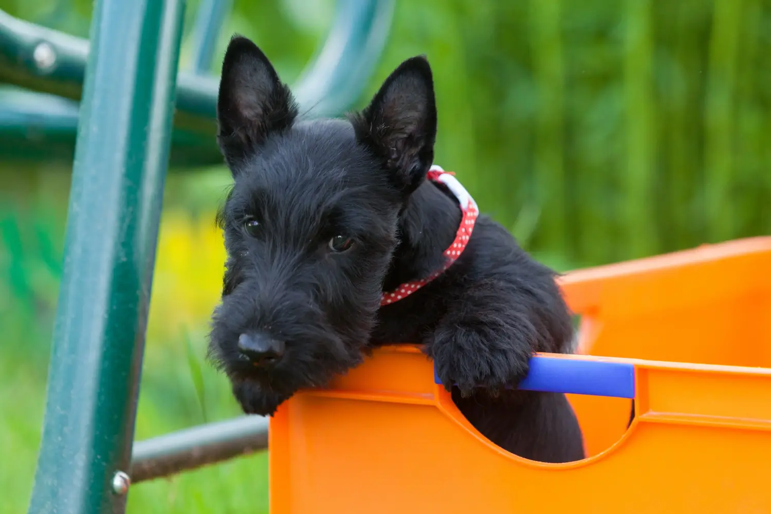 Egy skót terrier kölyökkutya megvásárlása felelősségvállalást jelent! Vásároljon skót terrier kiskutyákat.